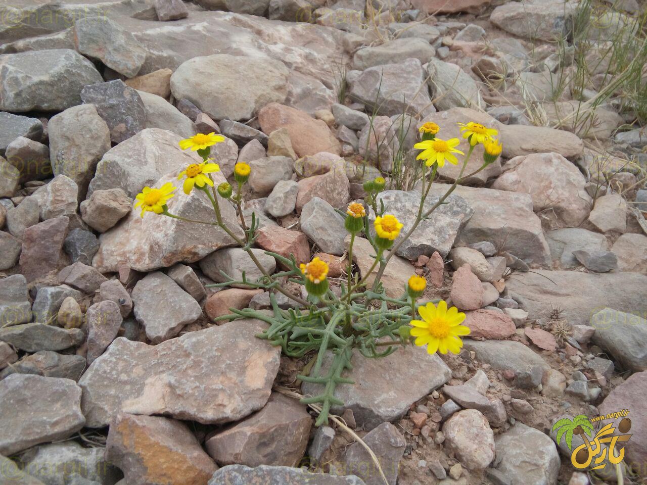 پیرگیاه رایج